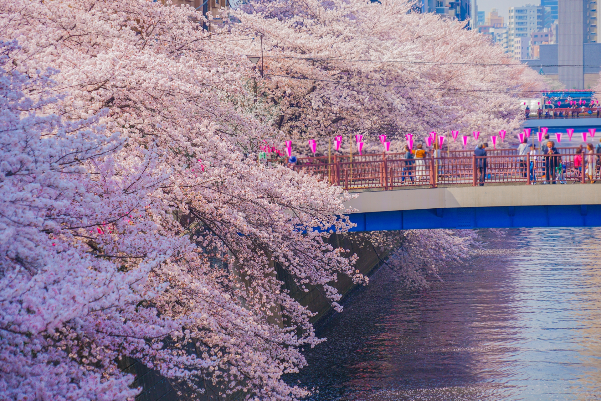 目黒川の桜の画像