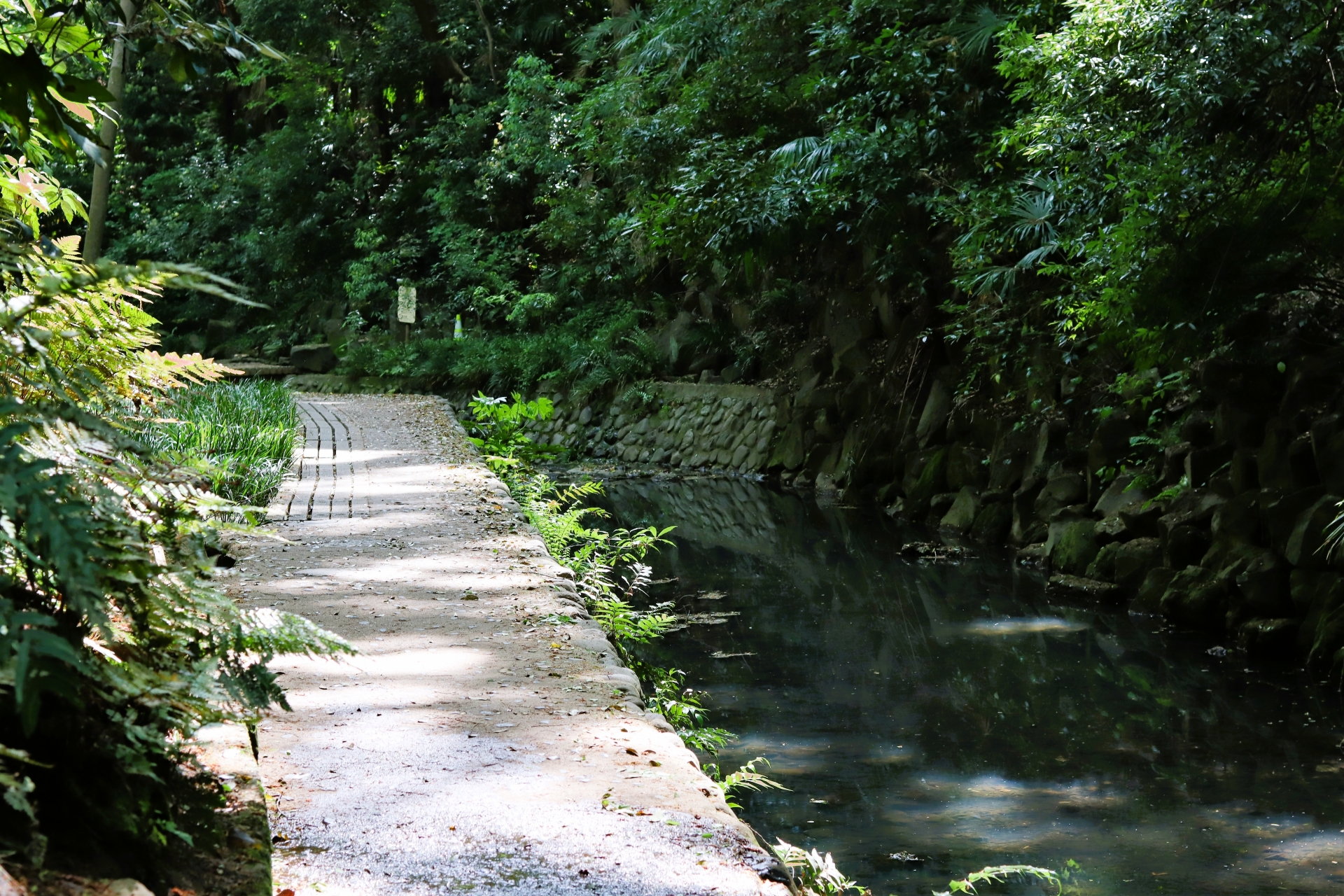 等々力渓谷の画像